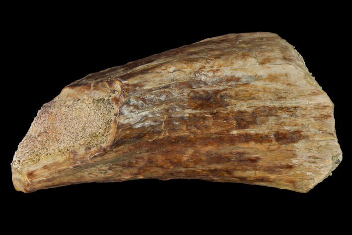 Permian Amphibian Fossil Bone - Texas #153745